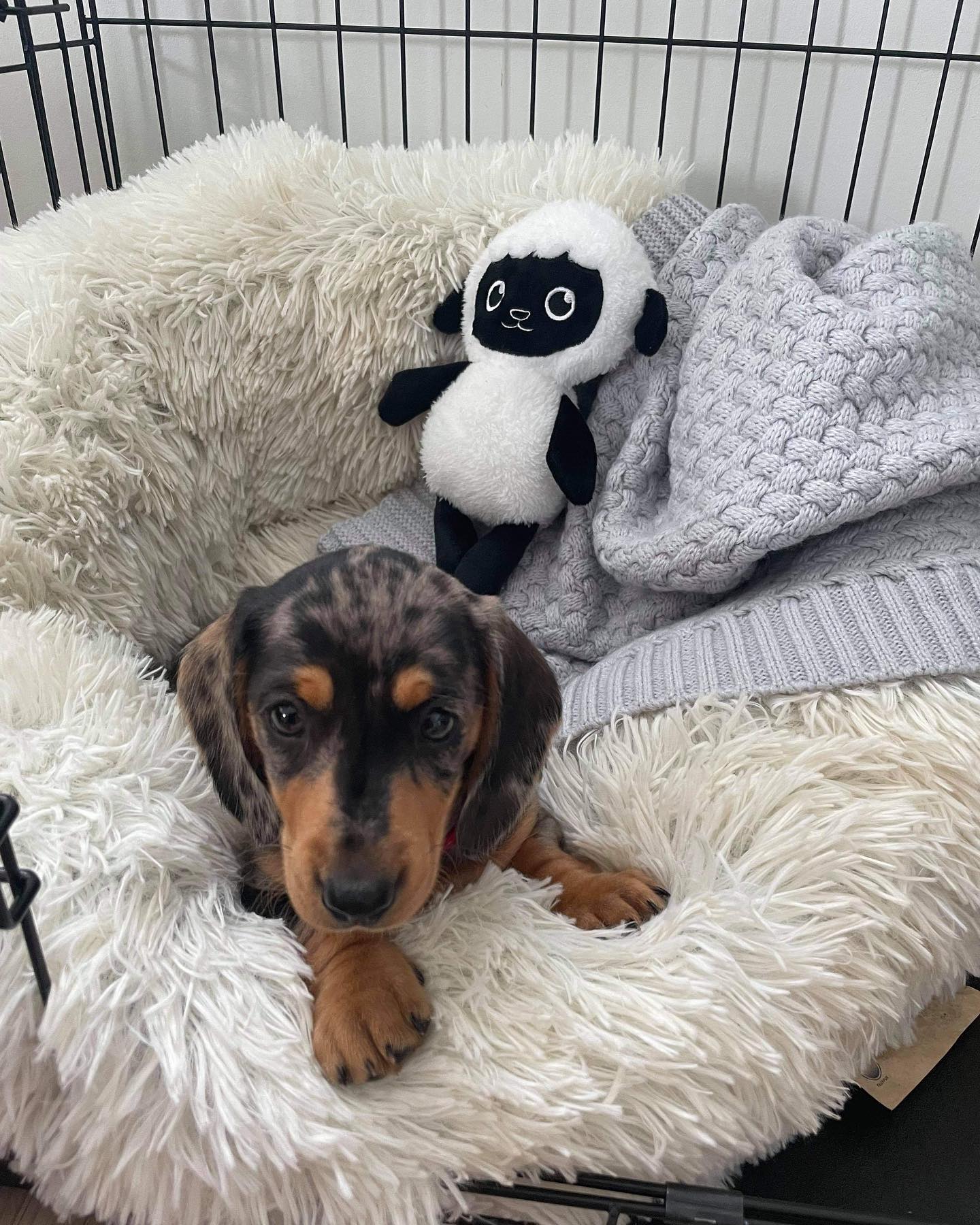 Max, cachorro macho Dachshund / Teckel